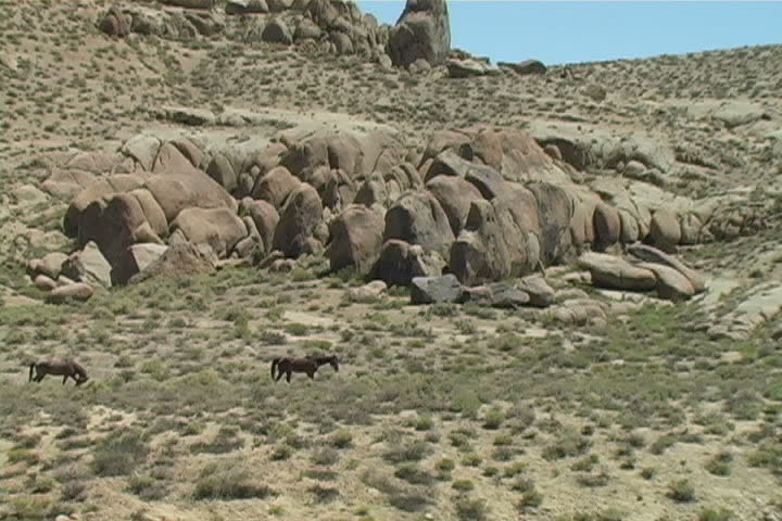 Wild horses passing by in the Alabama Hills. 