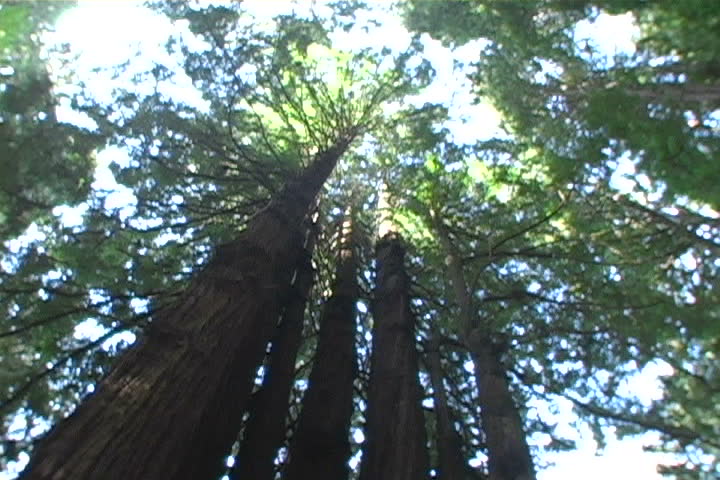 Group of Redwoods know as 