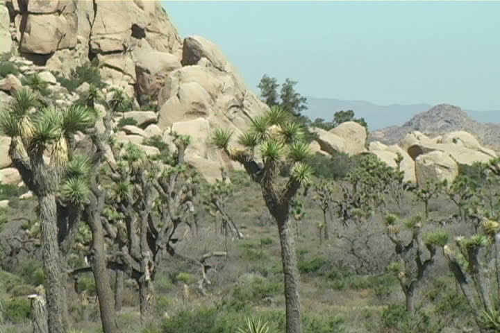 Zoom-out of field with Joshua Trees.