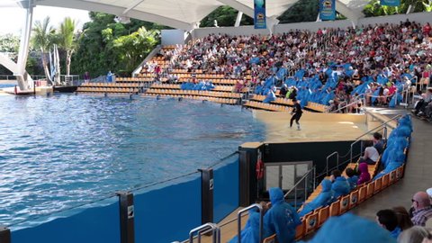 PUERTO DE LA CRUZ, TENERIFE, SPAIN - CIRCA JAN 2015: Man animal trainer feeds orca whale at performance. Orca show with killer whales is in Loro Park. Loro Parque is the largest zoo in Europe