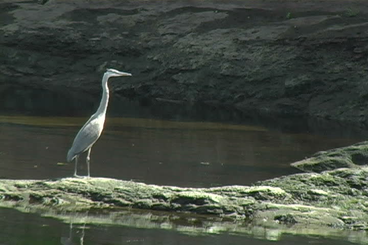 Great Blue Heron taking in the sun on the Androscoggin river in Brunswick,