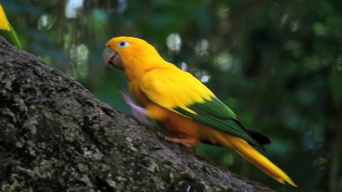 Yellow Parrot. Pantanal, Wetlands, Brazil.