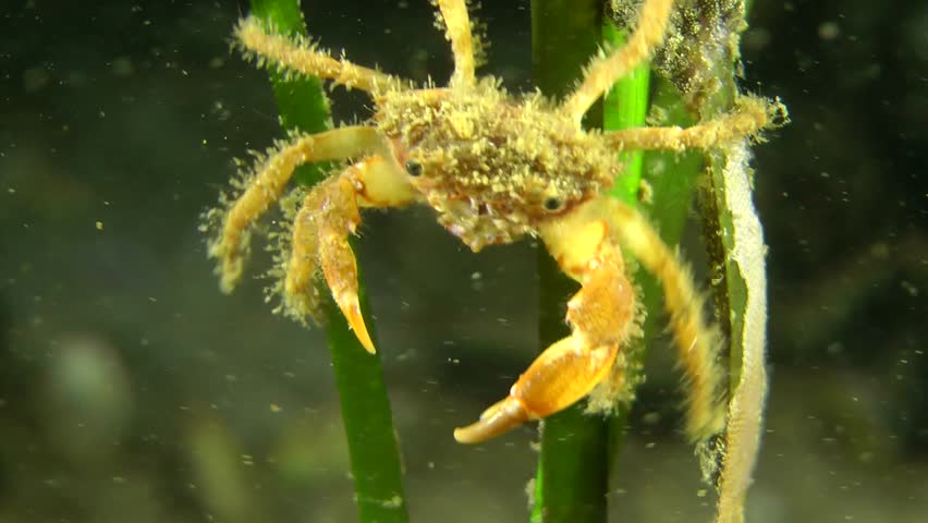 Bristly Crab slides down through stems of aquatic plants eelgrass.
