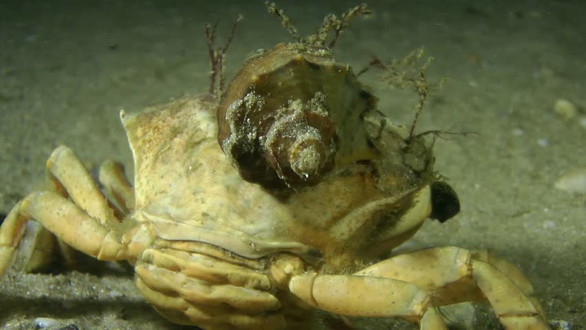 The gastropod Veined Rapa Whelk on carapace of Green crab.
