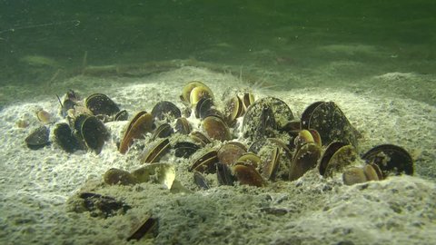 Colony of mussels on the muddy bottom.
