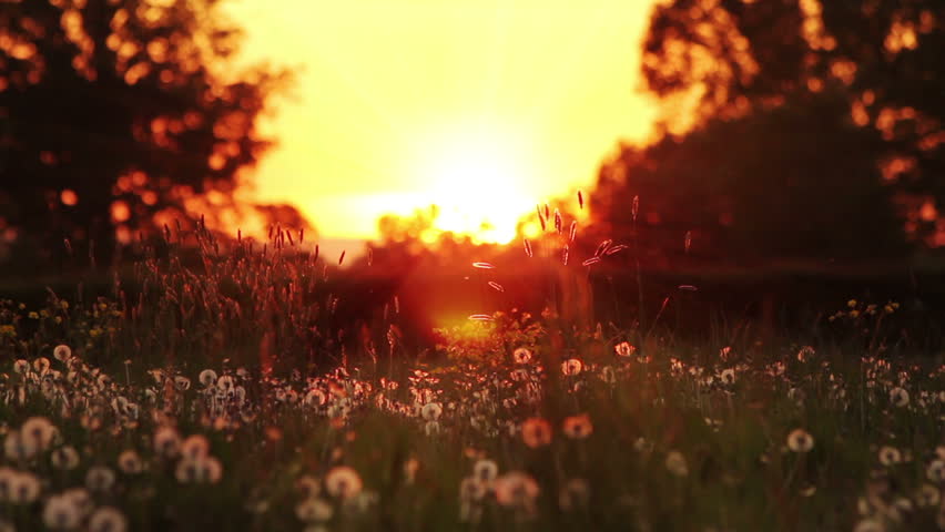 Perfect Magical Meadow At Sunset