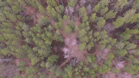 flying over the treetops