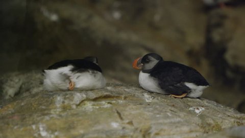 Penguins in natural habitat - Standing on rocks in warmer weather