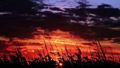 A cornfield, blowing on a windy evening, is silhouetted by a dramatic, cloudy, and brilliantly colorful sunset sky. 库存视频
