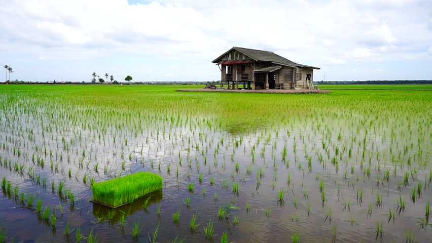Footage during morning at a Paddy Field