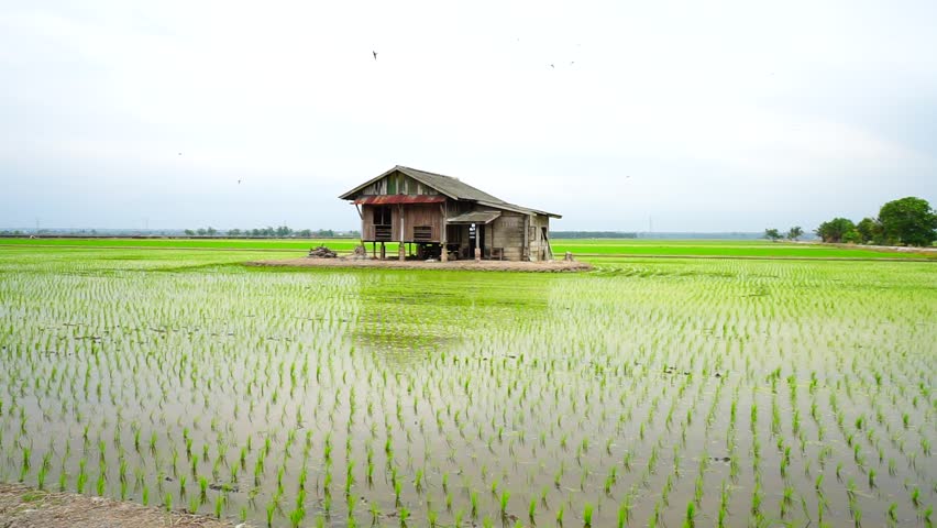 Footage during morning at a Paddy Field