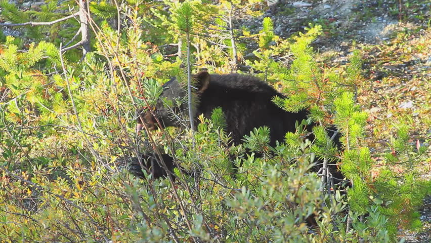 Black Bear foraging for berries
