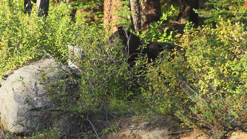 Black Bear foraging for berries