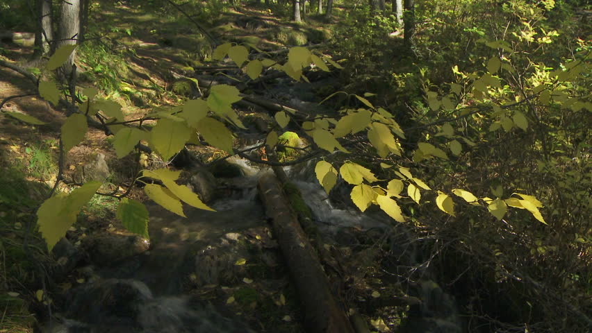 Autumn leaves and mountain stream