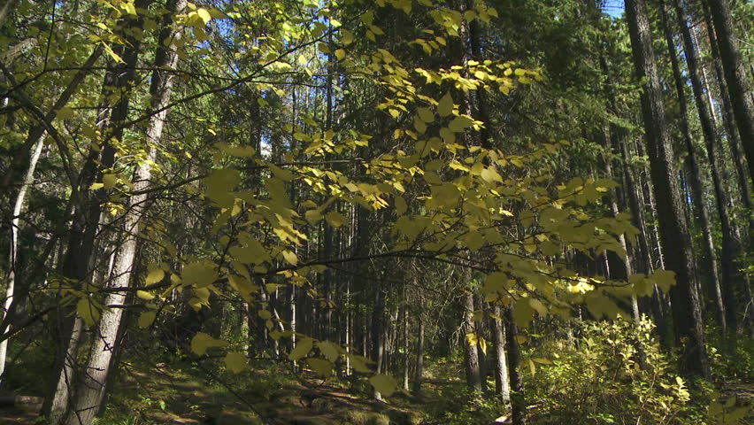 Autumn leaves and mountain stream tilt down