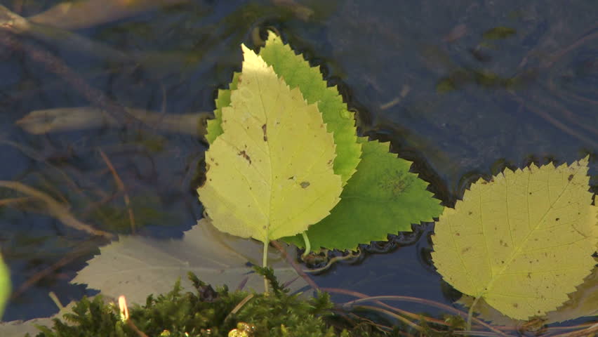 Autumn aspen leaves floating in a mountain stream