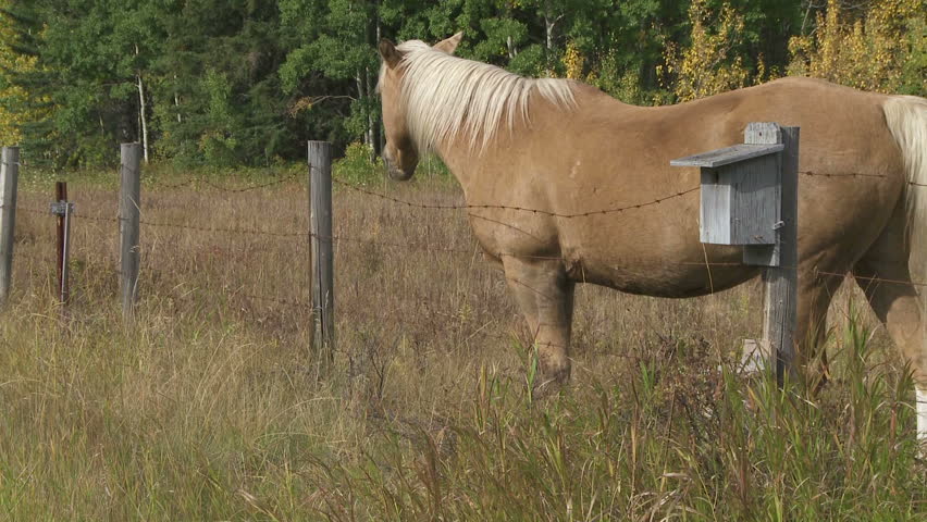 Horse grazing over the fence