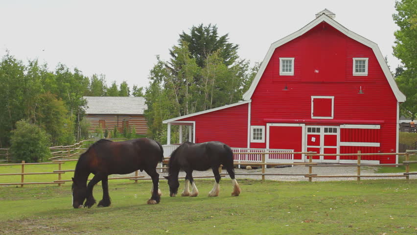 Draft horses in paddock with red barn