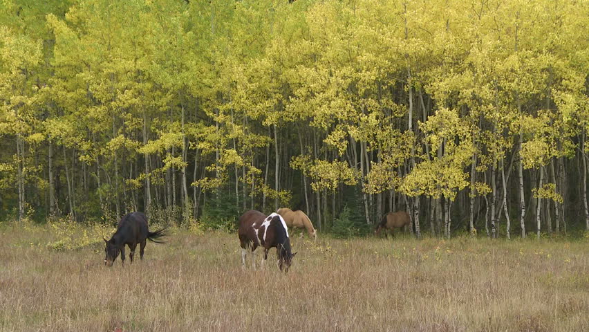 Horses grazing in meadow