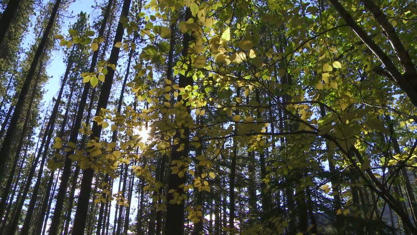 Autumn sun shining through trees