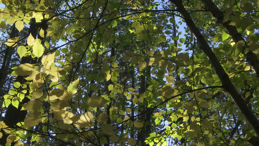 Autumn sun shining through trees