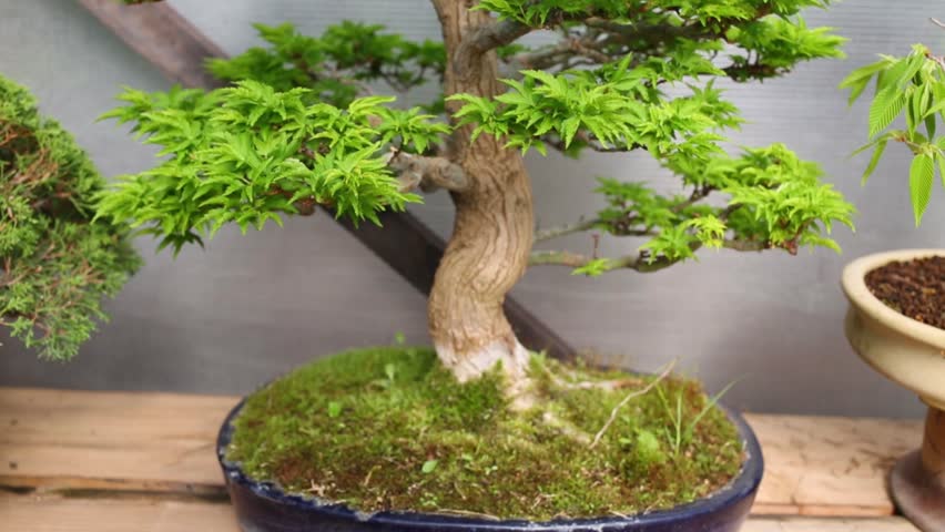 Bonsai Maple Tree With Thick Stock Footage Video 100 Royalty Free 14866492 Shutterstock