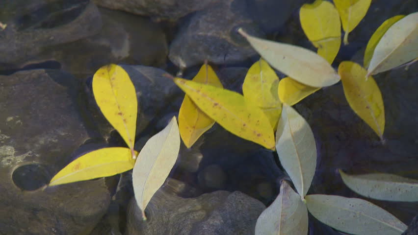 Autumn leaves floating on lake surface