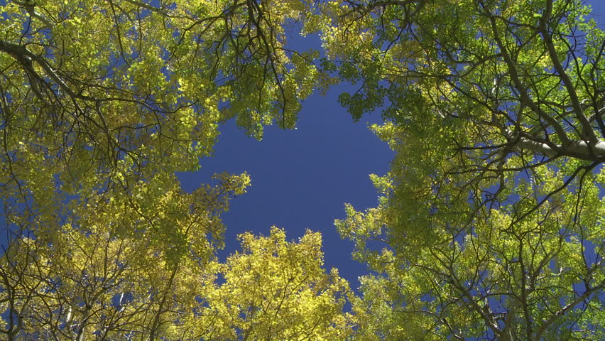 Looking up into autumn tree canopy