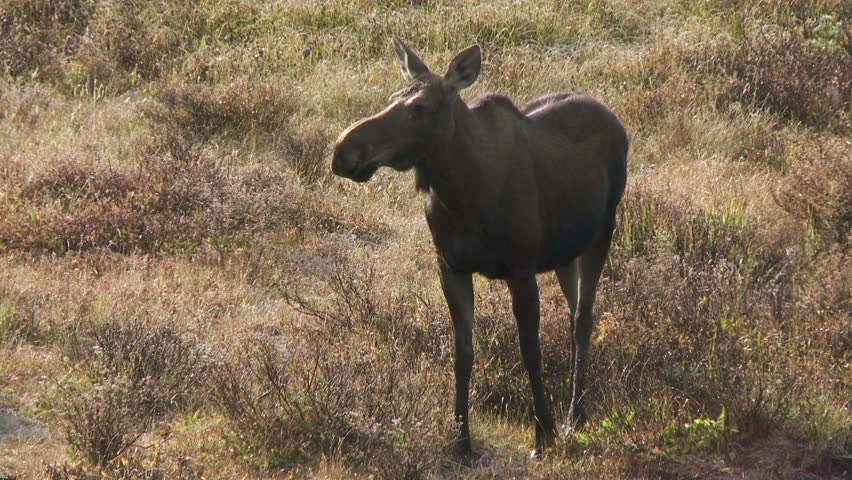 Female moose in autumn marsh area