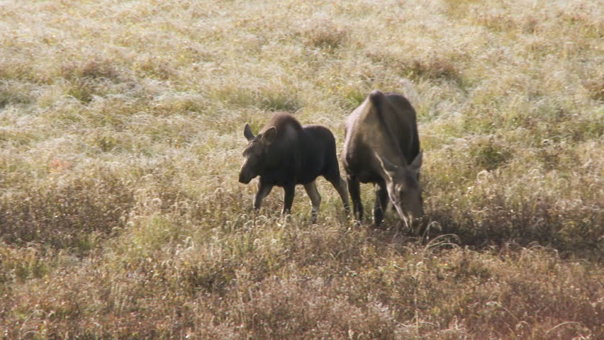 Female moose with calf