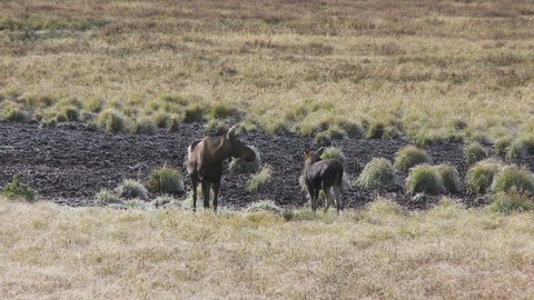 Female moose with calf