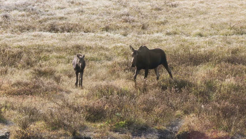 Female moose with calf