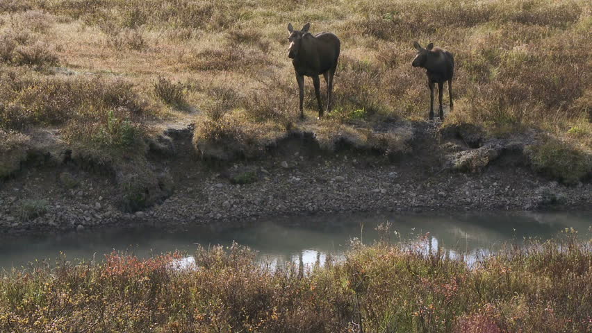 Female moose with calf