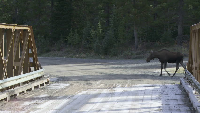 Female moose with calf on the road by a bridge
