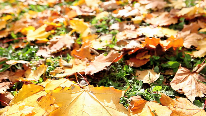 dolly moving autumn leaves