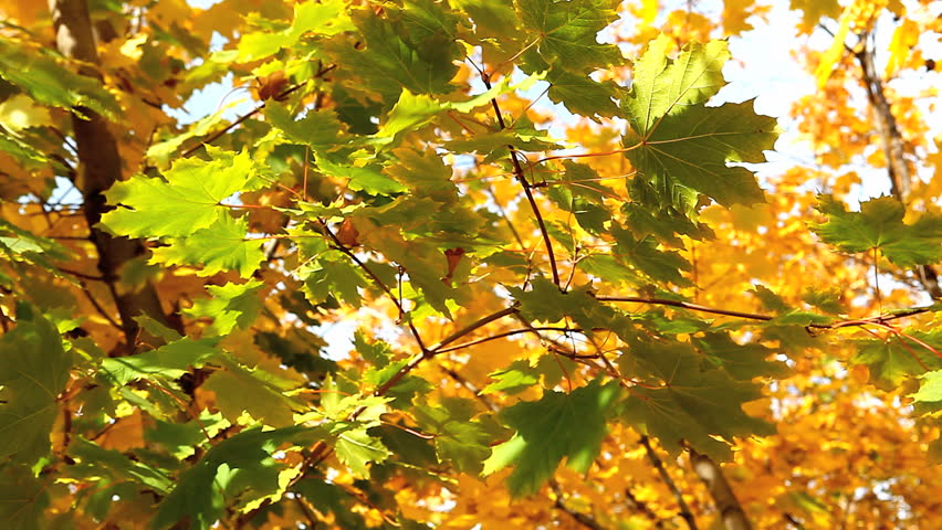 light breeze shakes the leaves of maple 