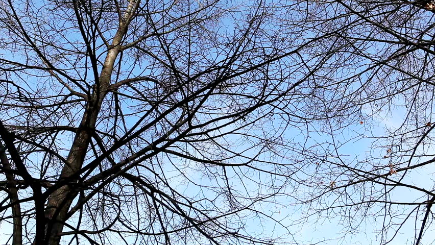 naked trees against the blue sky