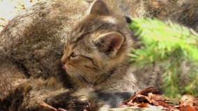 4K footage of a Wildcat (Felis silvestris) kitten in the Bayerischer Wald National Park in Bavaria, Germany. The wildcat is a small cat found throughout most of Africa, Europe and Asia