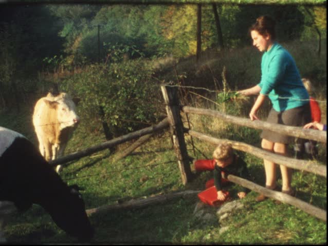Feeding cows (Vintage 8 mm amateur film)