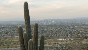 zoom video of giant Saguaro Cactus top in front of Phoenix City, Arizona, United States of America