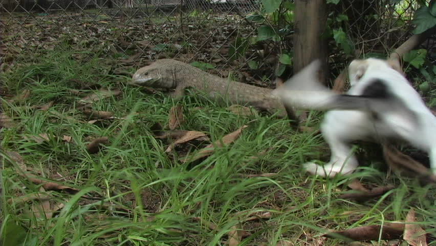 Monitor and Dog encounter