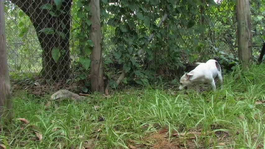 Monitor and Dog encounter