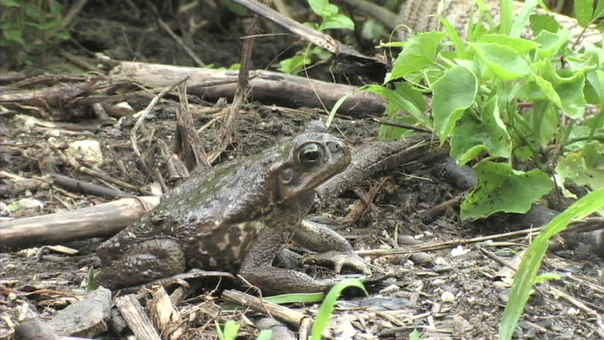 Monitor and Toad encounter