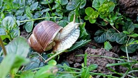 Snail eating a leaf in the garden