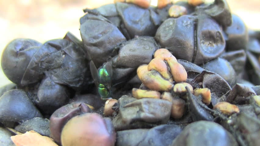 Scatology Stock Video Footage 4K and HD Video Clips Shutterstock