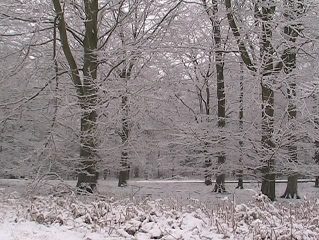 Snow in the Forest