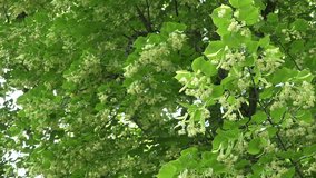 fresh yellow linden tree blossom in still. Focus change. video clip.