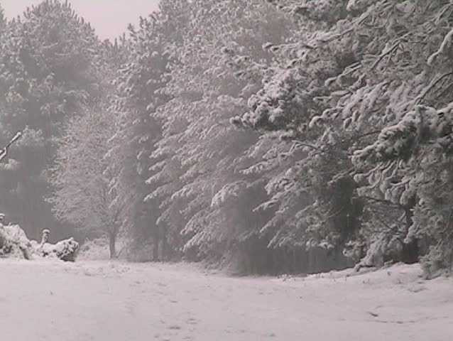 Snow in the Forest