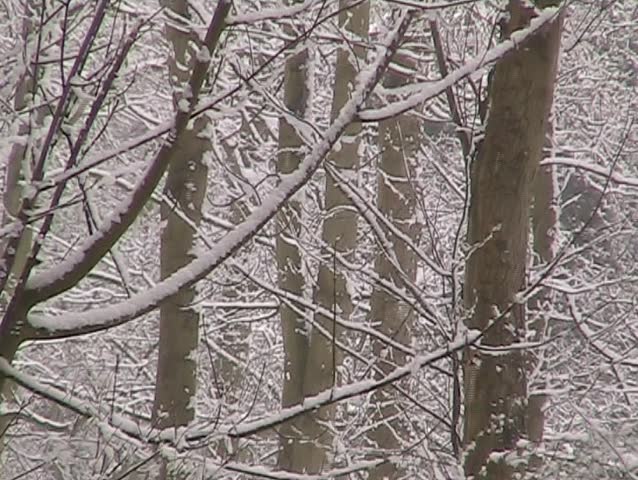 Snow in the Forest