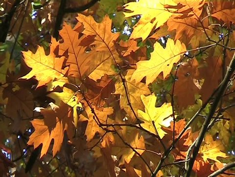 Leaf Colour / Color